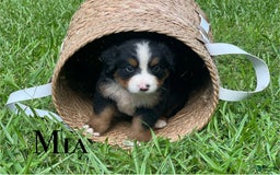 Bernese Mountain Dog dogs for sale: Mia - Image 1