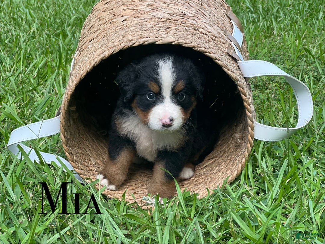 Bernese Mountain Dog dogs for sale: Mia - Image 1