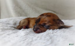 Morkie dogs for sale: Rare Gold Merle Beetle - Image 4