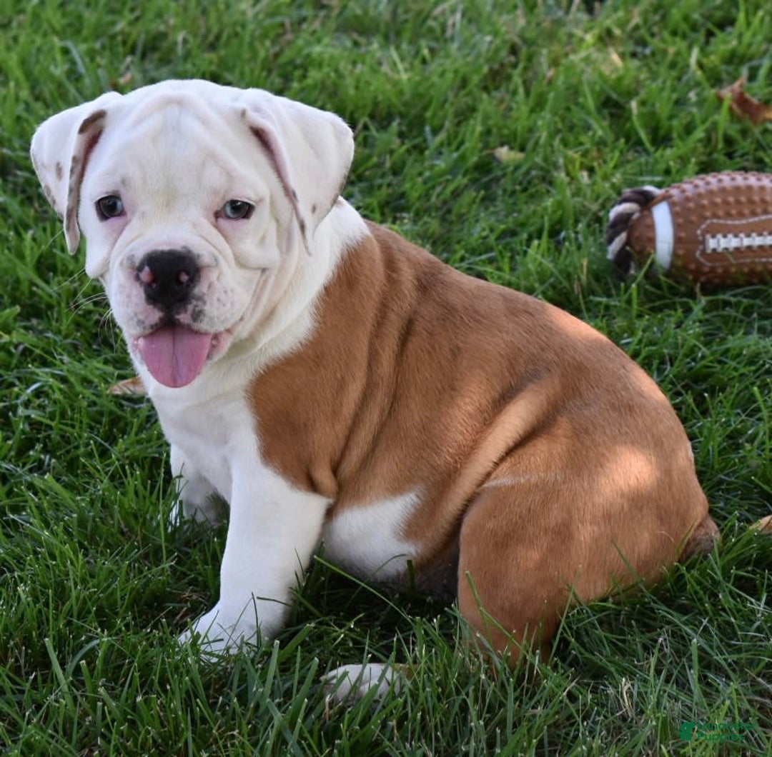 Beabull dogs for sale: Tessa - Image 6