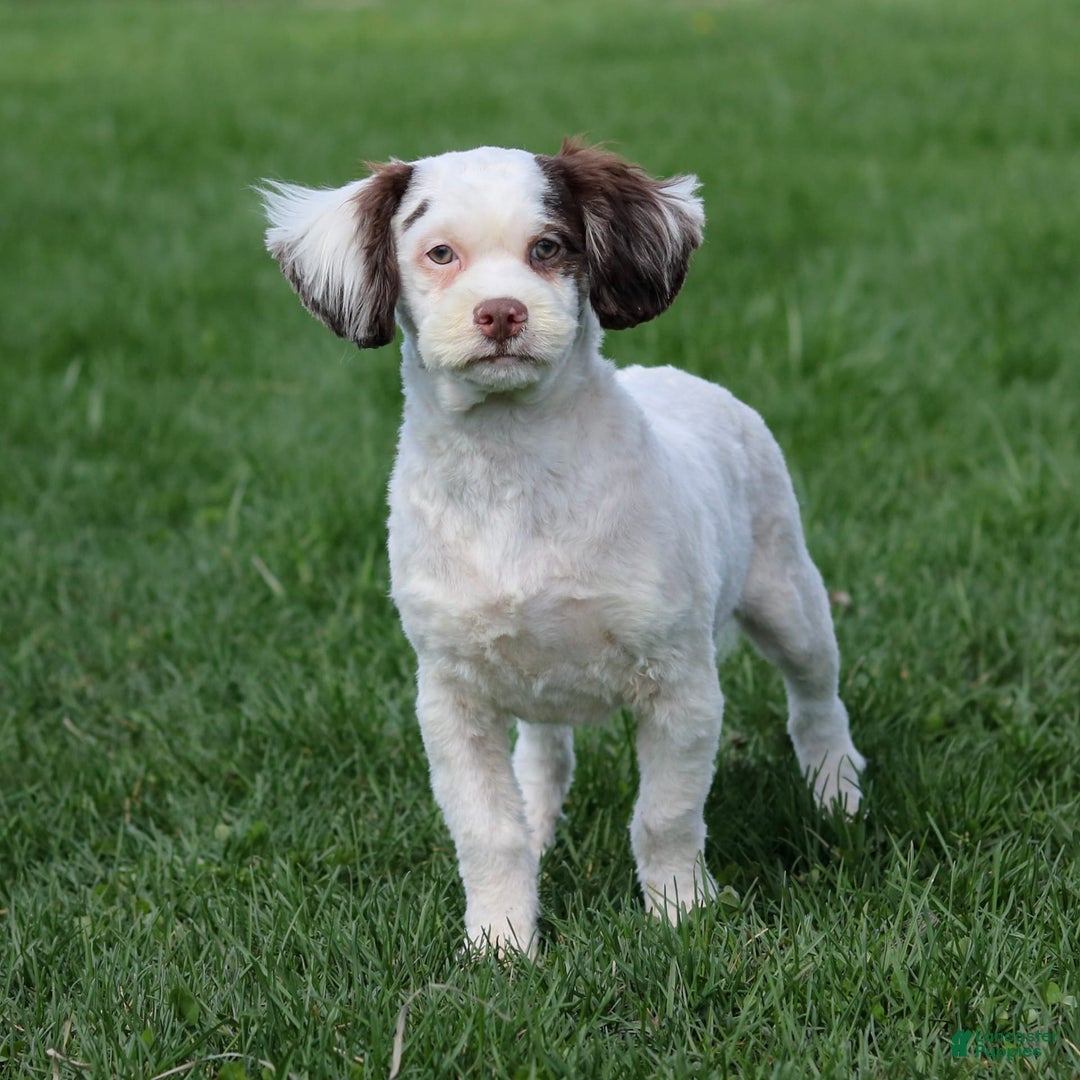 Shihpoo dogs for sale: Billy - Image 3