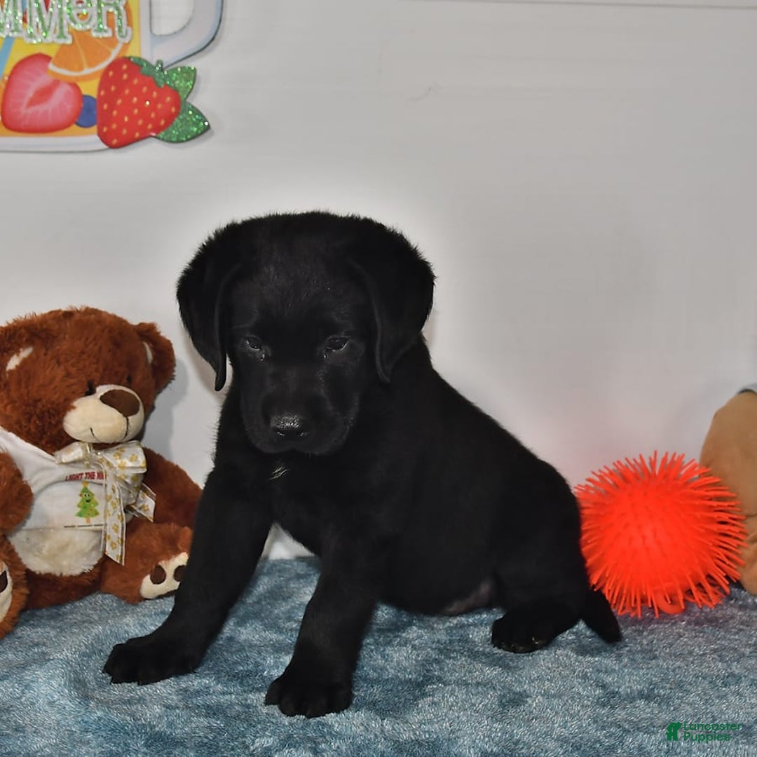 Labrador Retriever dogs for sale: Jesse - Image 6