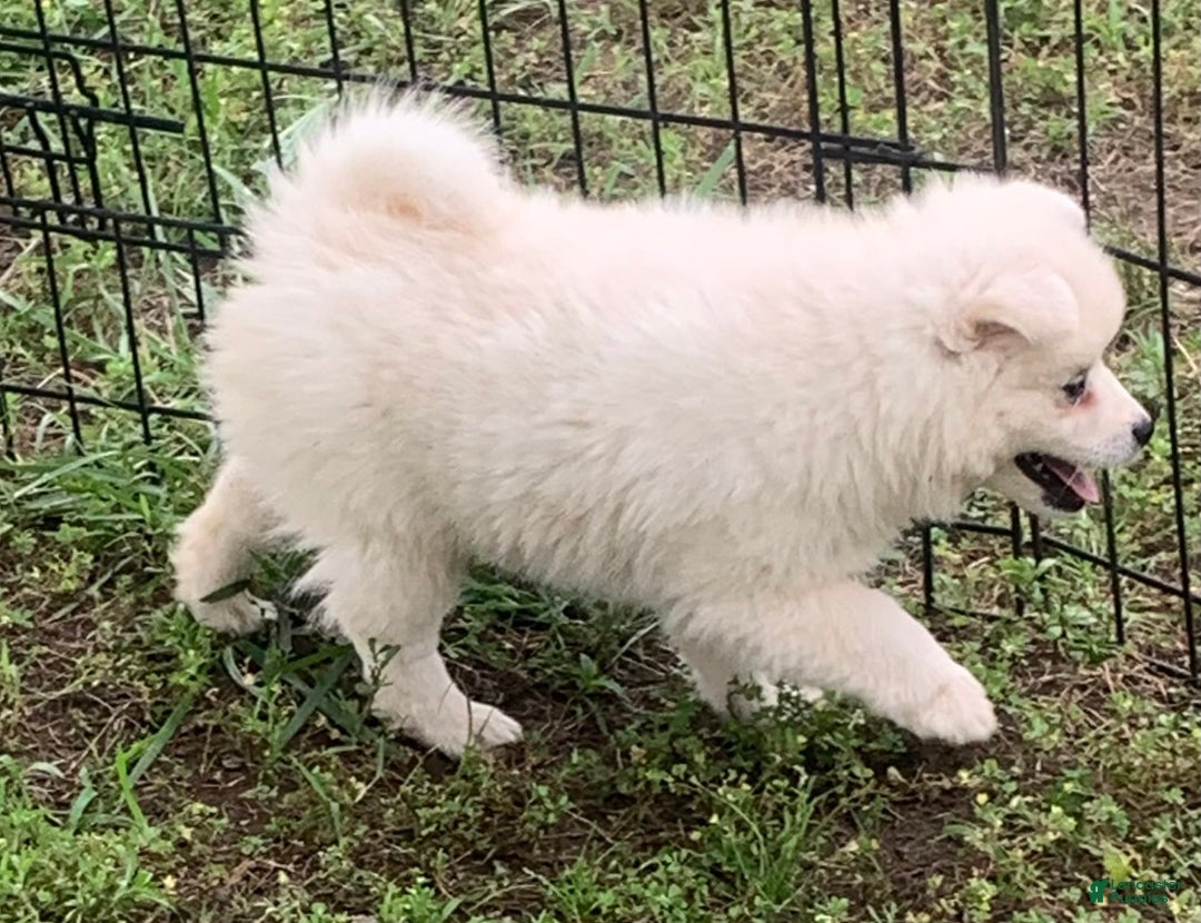 Alaskan Klee Kai dogs for sale: Snowy Boy Titan - Image 6