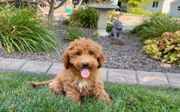 Cockapoo dogs for sale: Sam - Image 3