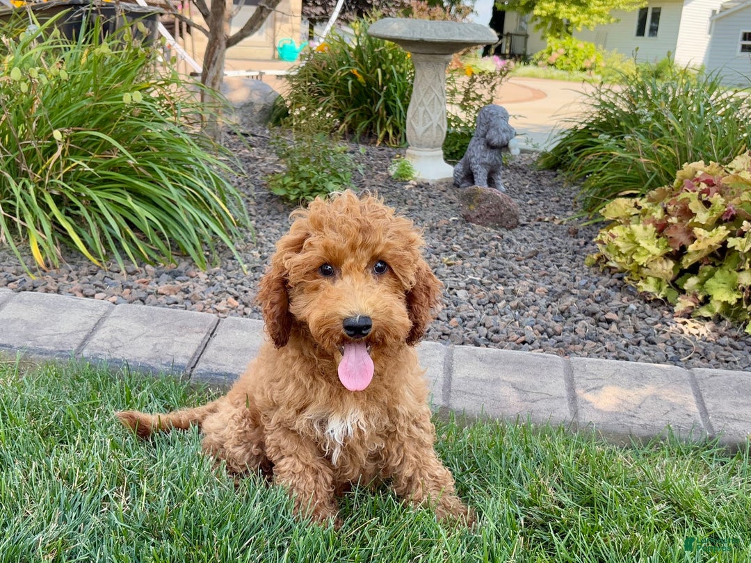 Cockapoo dogs for sale: Sam - Image 3