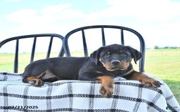 Rottweiler dogs for sale: Sparkle - Image 12