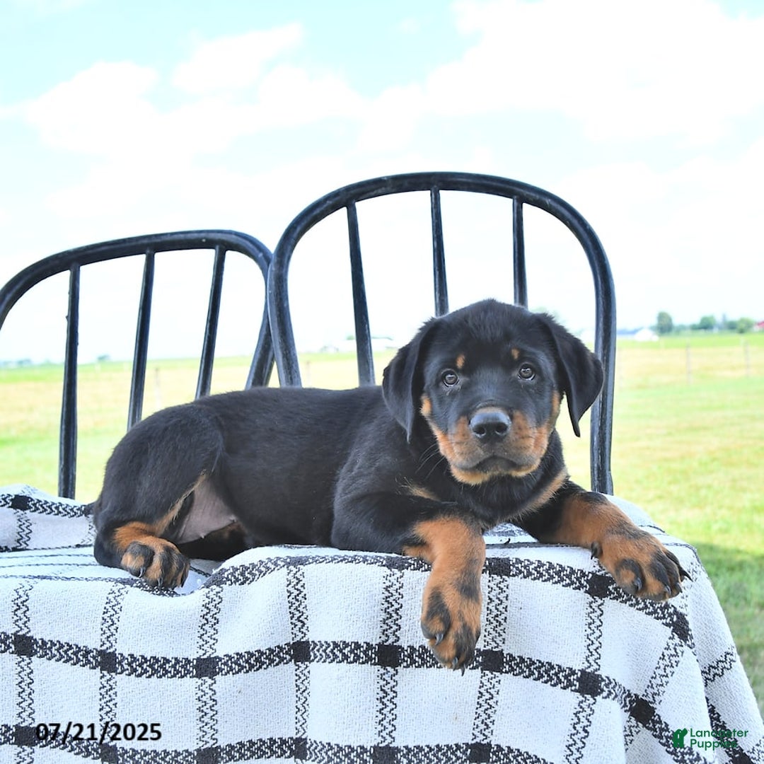 Rottweiler dogs for sale: Sparkle - Image 12