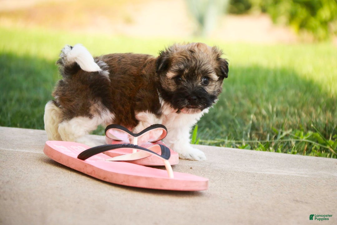 Havanese dogs for sale: Nutmeg - Image 2