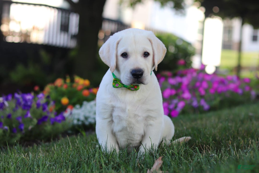 Labrador Retriever dogs for sale: Sammy - Image 3