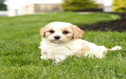 Cavachon dogs for sale: Fletcher - Image 5
