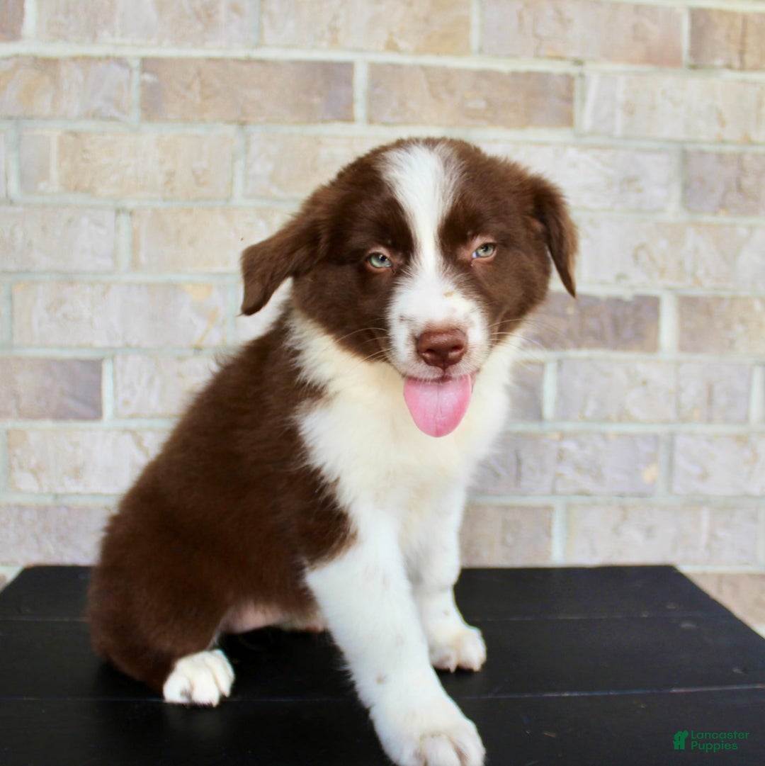 Australian Shepherd dogs for sale: Tonya - Image 6