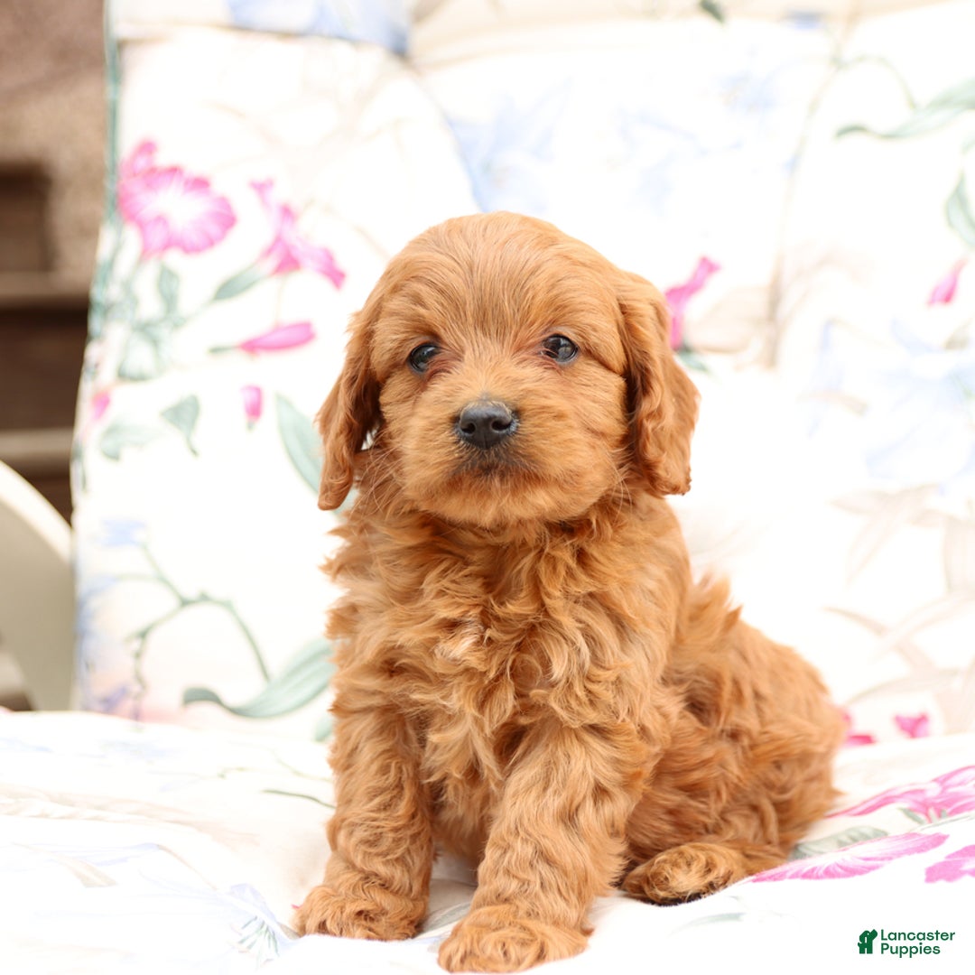 Cavapoo dogs for sale: Cavapoo 5 puppies - Image 7