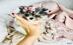 Pomeranian dogs for sale: Prisha - Image 1