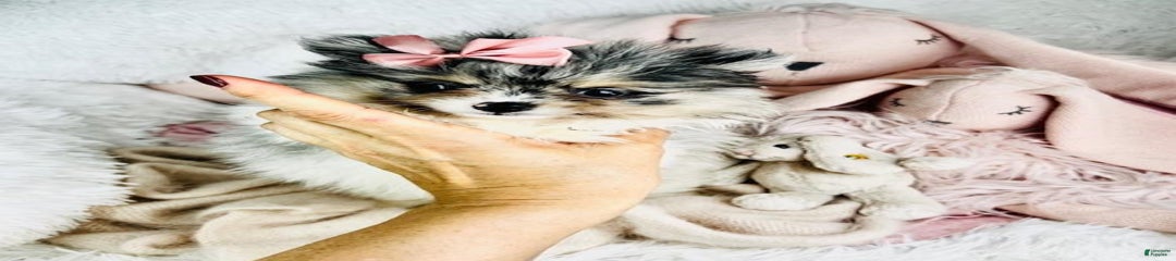 Prisha
