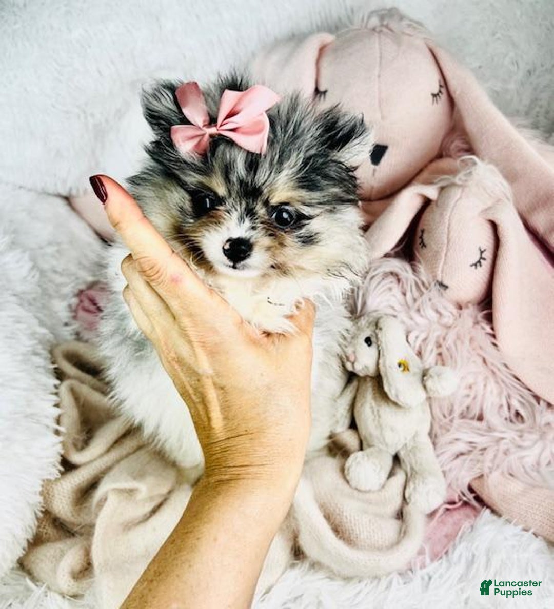 Pomeranian dogs for sale: Prisha - Image 1