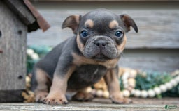 French Bulldog dogs for sale: Bear - Image 5