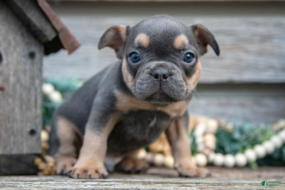 French Bulldog dogs for sale: Bear - Image 5