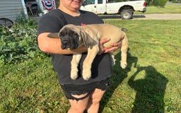 English Mastiff dogs for sale: Pinky - Image 8