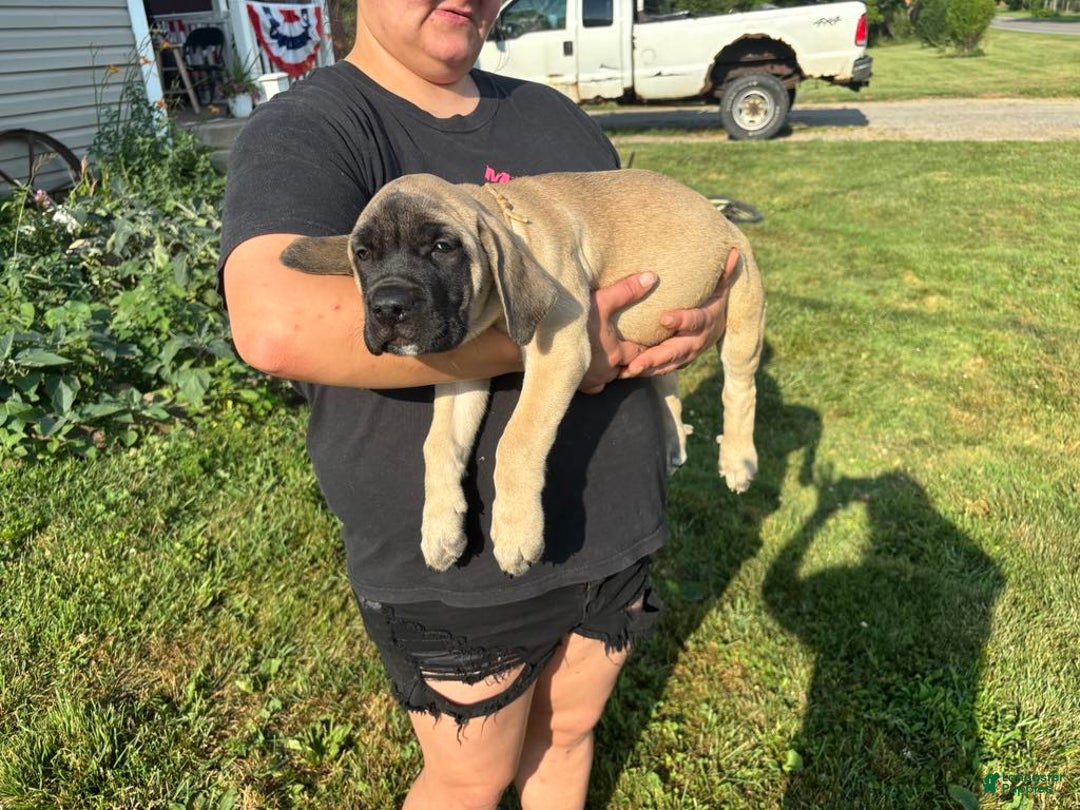 English Mastiff dogs for sale: Pinky - Image 8