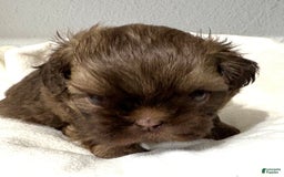 Shih Tzu dogs for sale: Karlton - Image 14