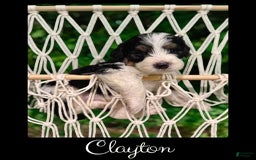 Bernedoodle dogs for sale: Clayton - Image 2