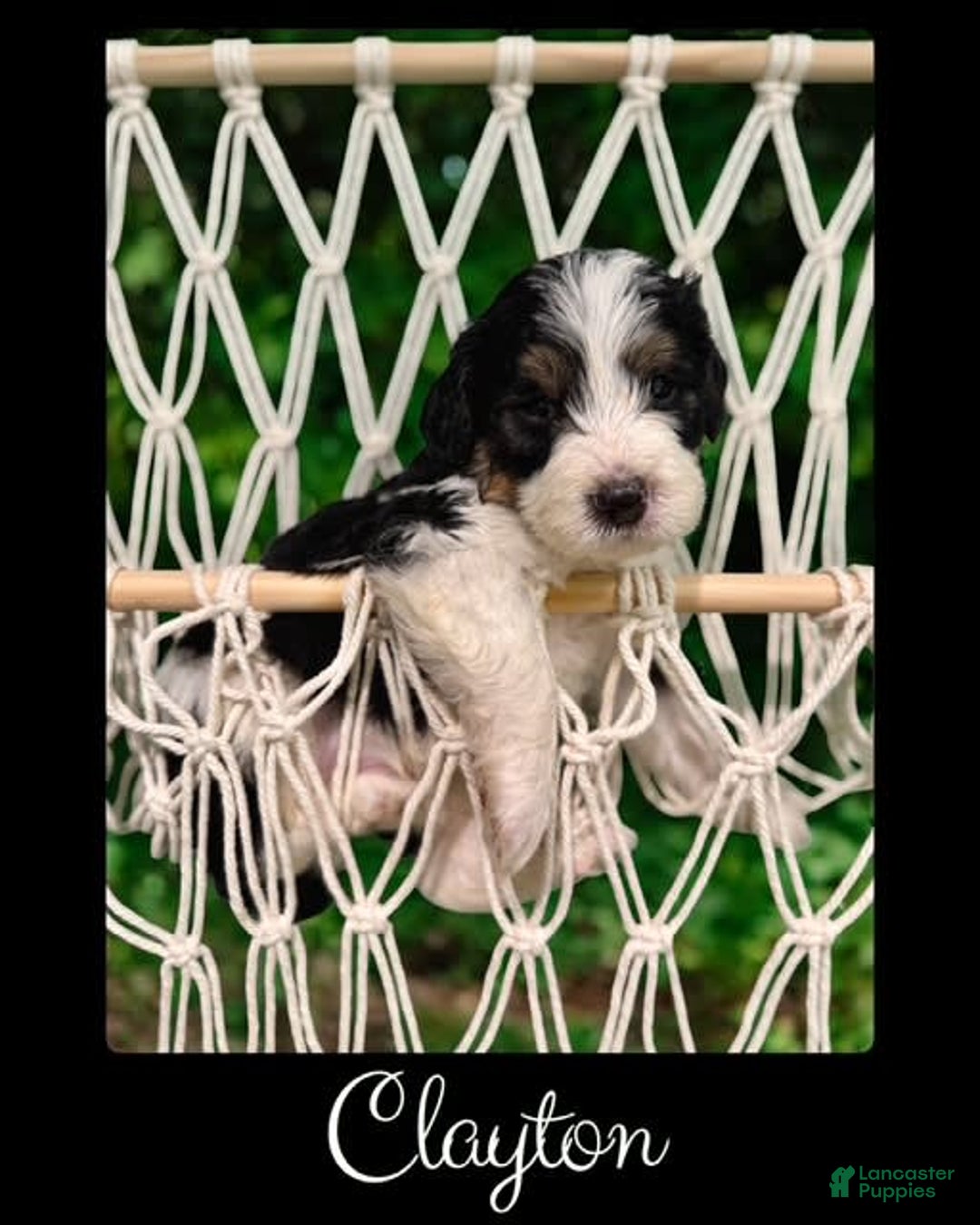 Bernedoodle dogs for sale: Clayton - Image 2