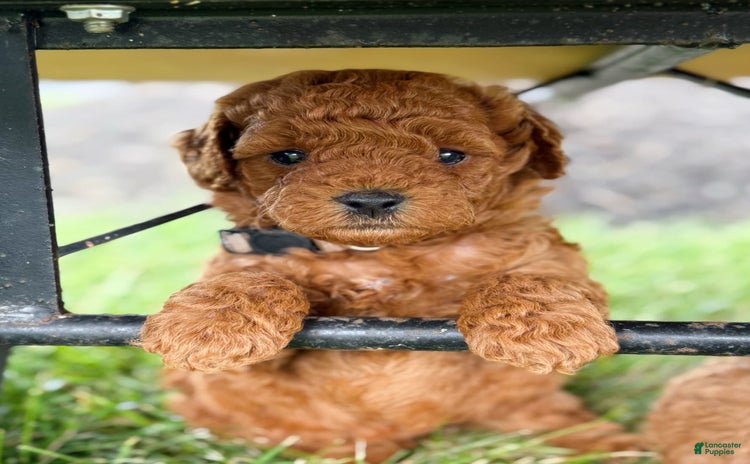 Mini Goldendoodle dogs for sale - Ad 3