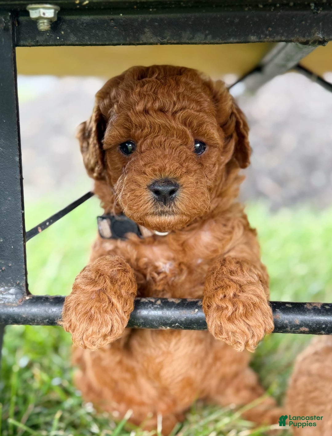 Mini Goldendoodle dogs for sale: Leeli - Image 1