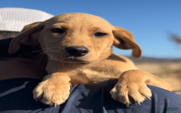 Labrador Retriever dogs for sale: Mufasa - Image 3