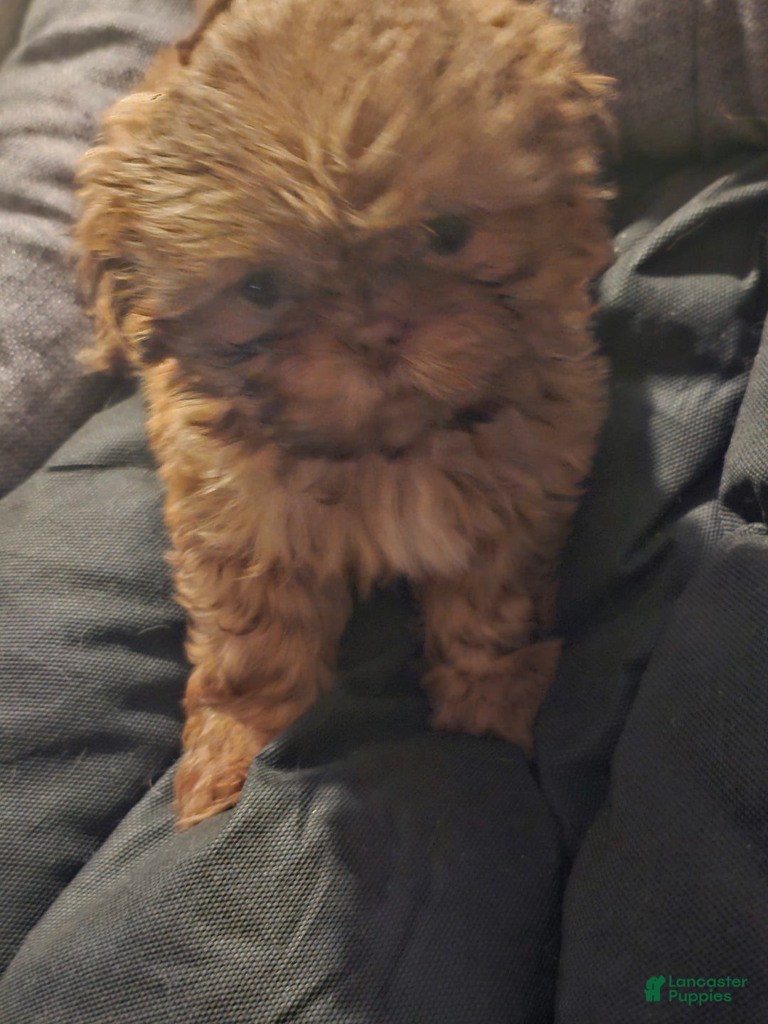 Shih Tzu dogs for sale: Not Named Yet - Image 7