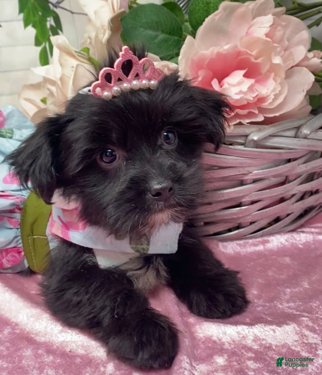 Shorkie dogs for sale: Little Mercedes - Image 3