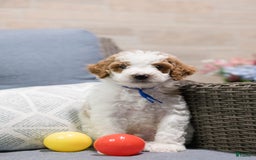 Standard Poodle dogs for sale: Pudding - Image 4