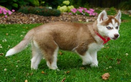 Siberian Husky dogs for sale: Bella - Image 4