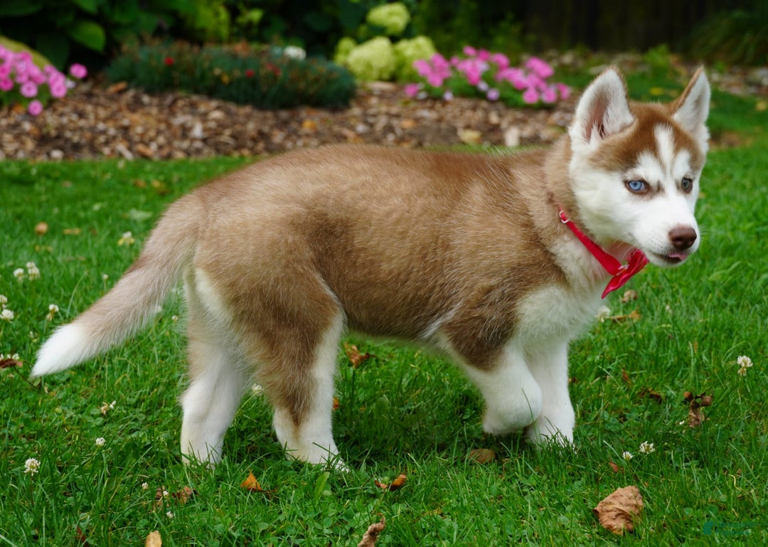 Siberian Husky dogs for sale: Bella - Image 4