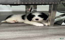 Saint Berdoodles dogs for sale: Missy - Image 6