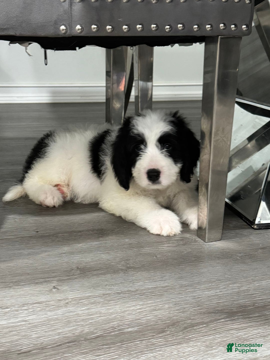 Saint Berdoodles dogs for sale: Missy - Image 6
