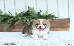 Welsh Corgi Pembroke dogs for sale: Marshall - Image 5