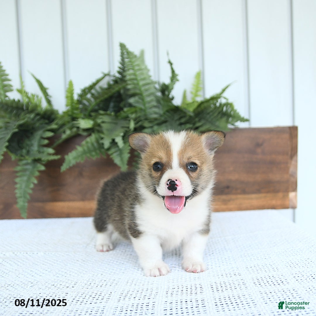 Welsh Corgi Pembroke dogs for sale: Marshall - Image 5