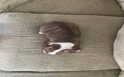 Boston Terrier dogs for sale: Toby - Image 4