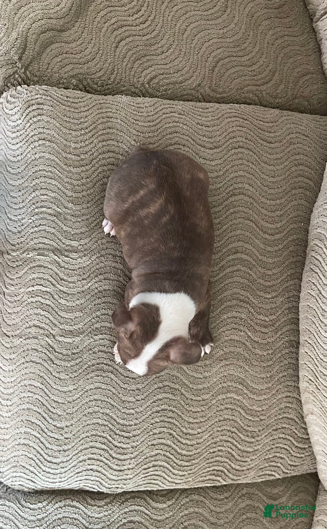 Boston Terrier dogs for sale: Toby - Image 4
