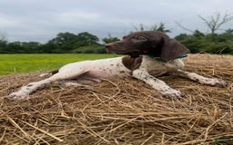 German Shorthaired Pointer dogs for sale: German Shorthaired Pointer 8 puppies - Image 10