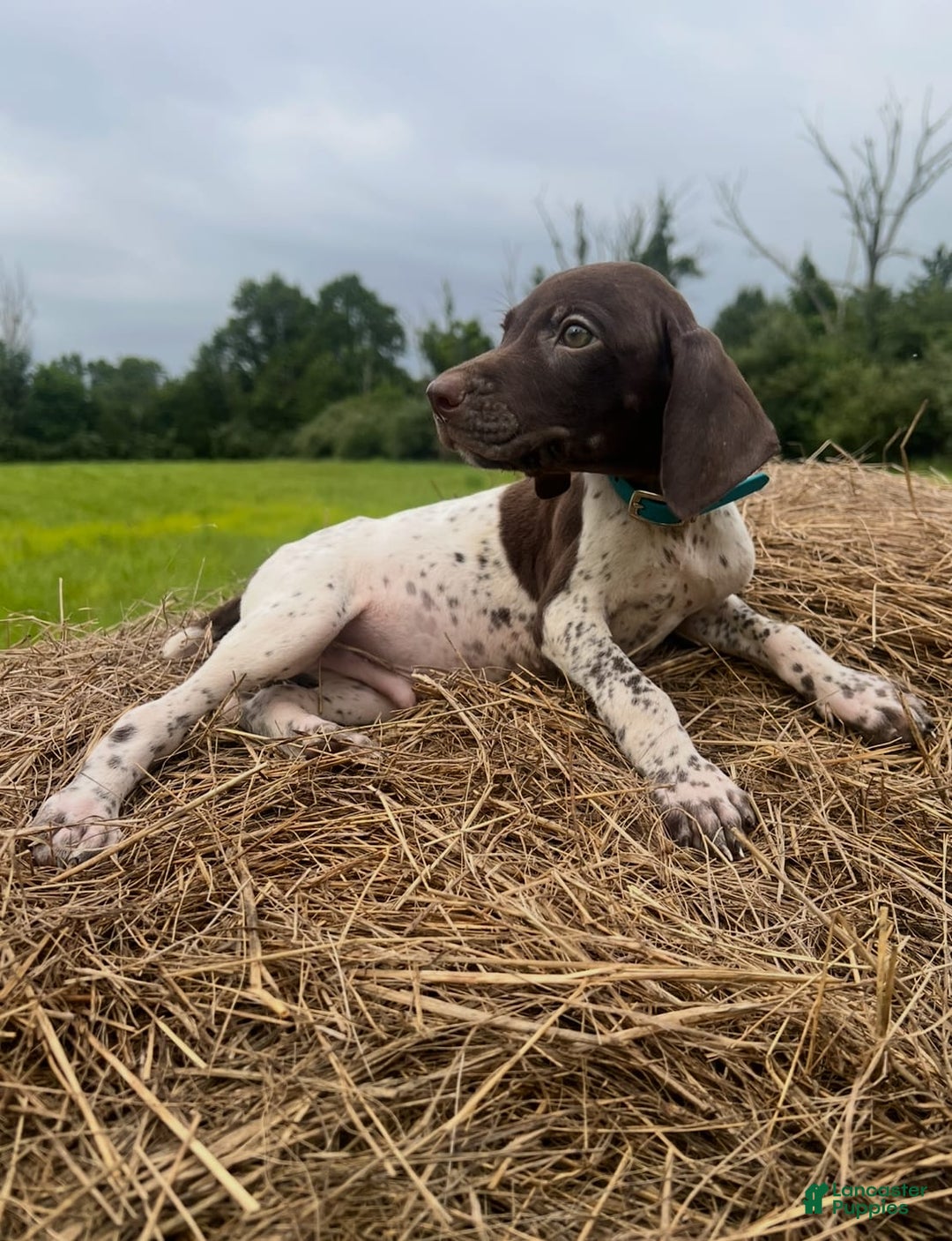 German Shorthaired Pointer dogs for sale: German Shorthaired Pointer 8 puppies - Image 10