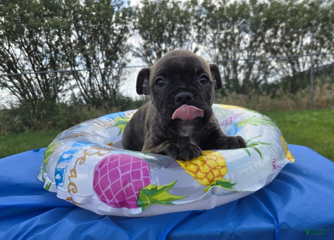 Olde English Bulldogge dogs for sale: Mel - Image 3