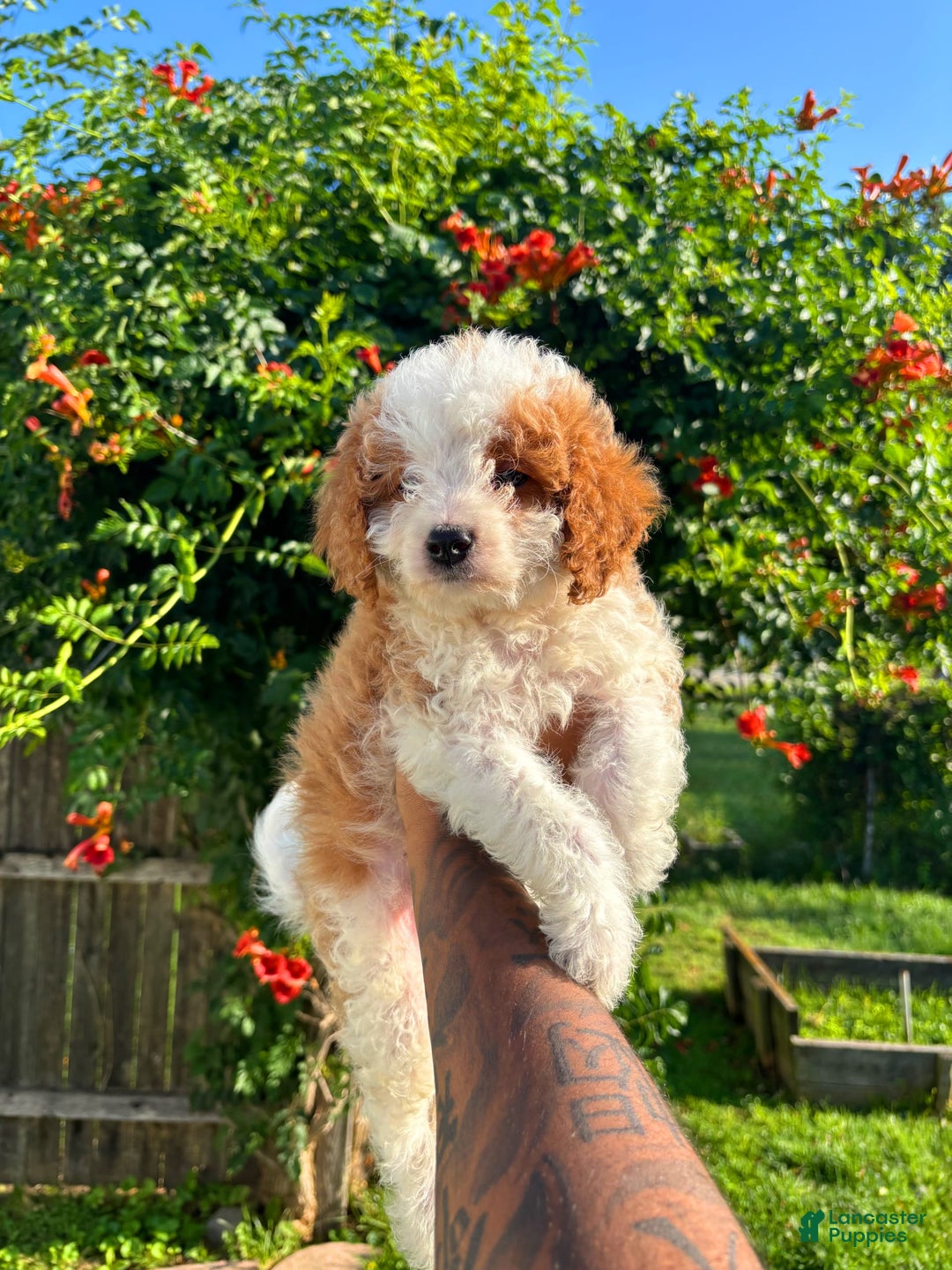 Cavapoo dogs for sale: Turner - Image 2