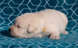 Labrador Retriever dogs for sale: Monroe - Image 4