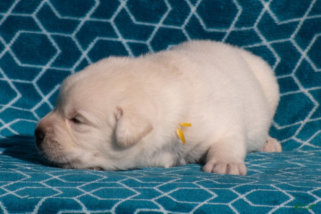 Labrador Retriever dogs for sale: Monroe - Image 4