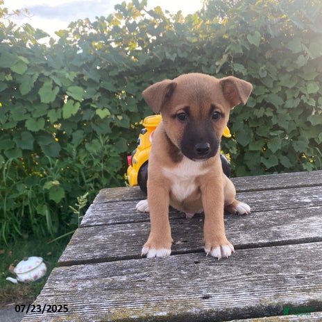 Shiba Inu dogs for sale - Ad 1