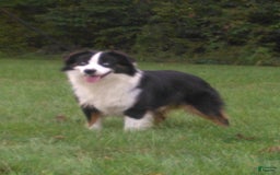 Miniature Australian Shepherd dogs for sale: Maggie - Image 9