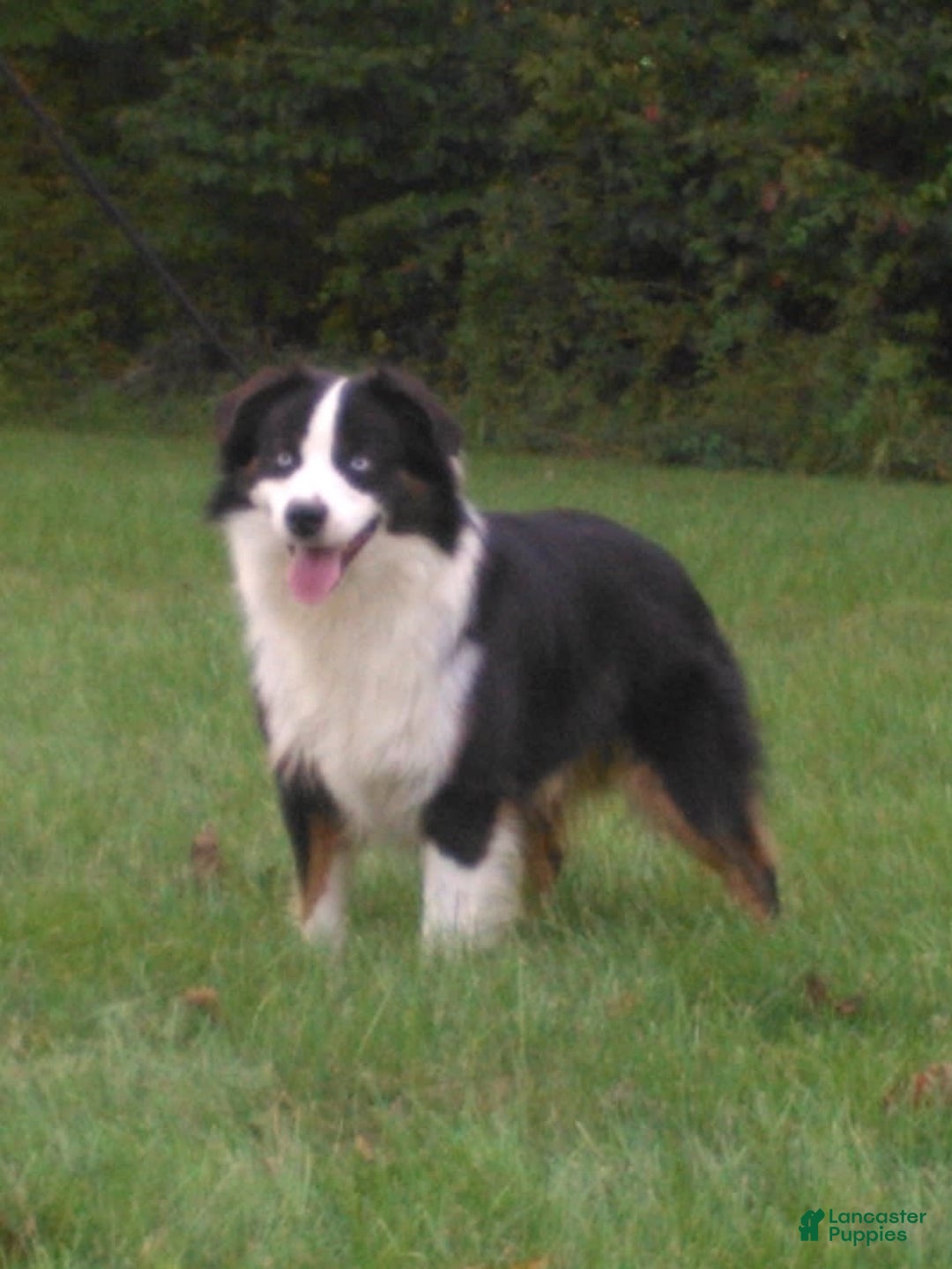 Miniature Australian Shepherd dogs for sale: Maggie - Image 9
