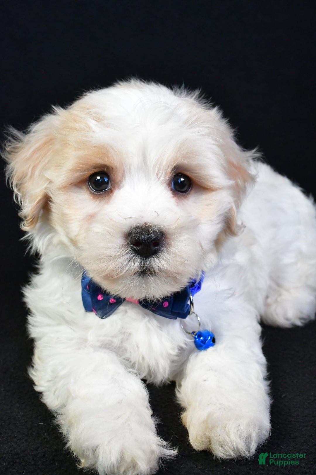 Maltipoo dogs for sale: Bingo - Image 2